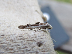 Blastodacna