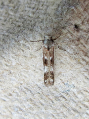 Blastodacna