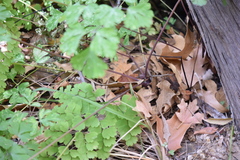 Aquilegia longissima