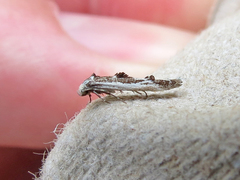 Blastodacna