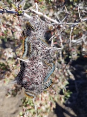 Malacosoma constricta