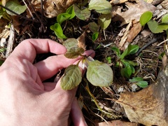 Pyrola elliptica