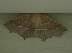 Tetracis cervinaria