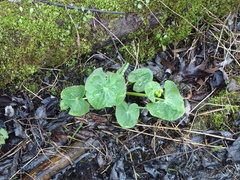 Caltha palustris palustris