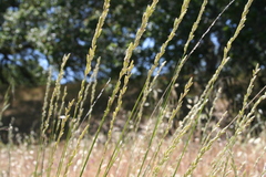 Melica californica