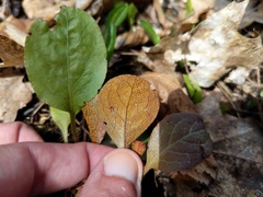 Rossmanomyces pyrolae