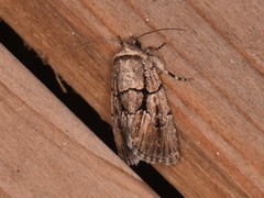 Sympistis infixa