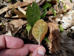 Rossmanomyces pyrolae