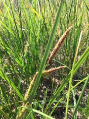 Carex barbarae