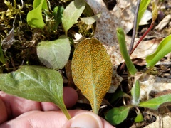 Rossmanomyces pyrolae