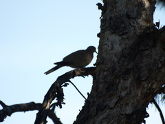 Streptopelia decaocto