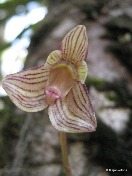 Bulbophyllum molossus