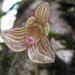 Bulbophyllum molossus - Photo (c) Landy Rita, some rights reserved (CC BY-NC), uploaded by Landy Rita