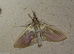 Apilocrocis novateutonialis