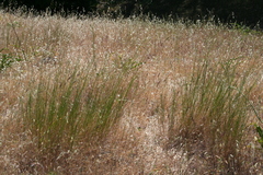 Melica californica