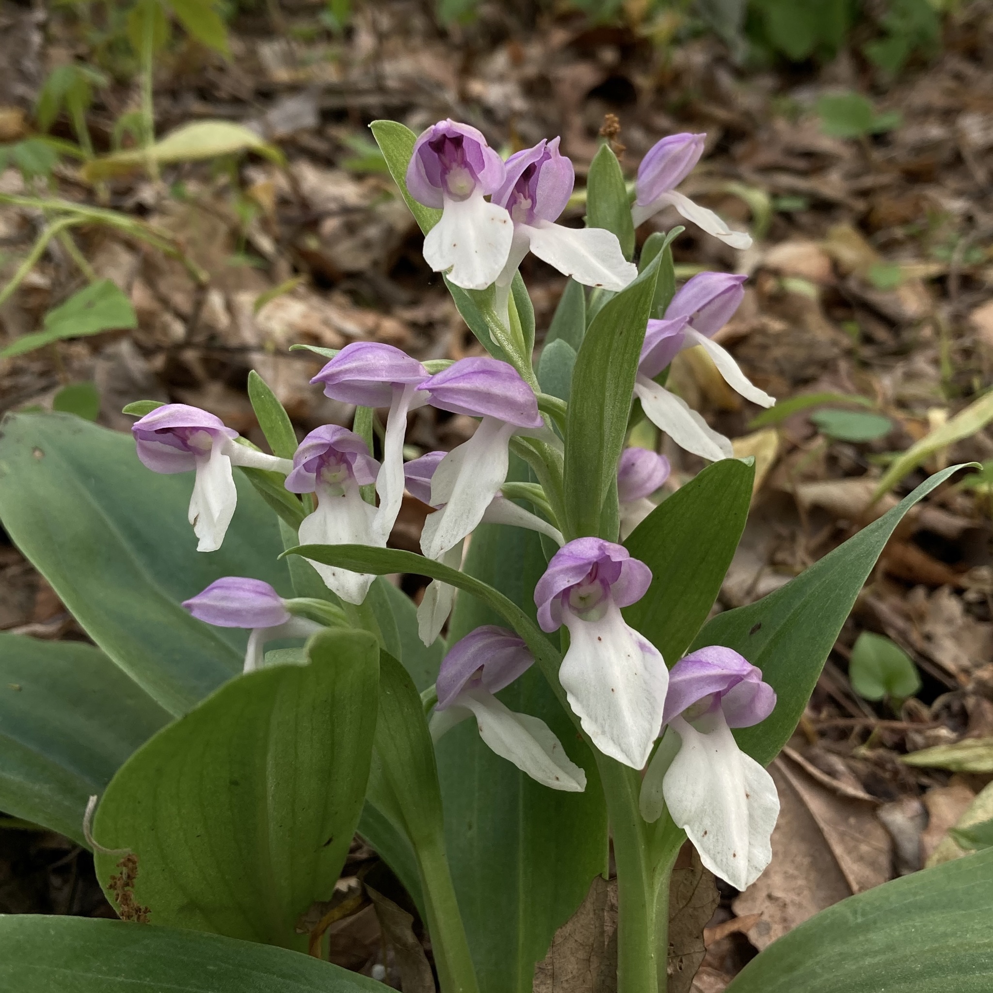 Galearis spectabilis