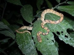 Pareas chinensis