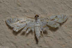 Parapoynx diminutalis