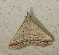 Charmodia vectis
