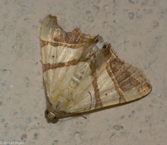Eulepidotis juncida