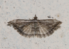 Alucitidae