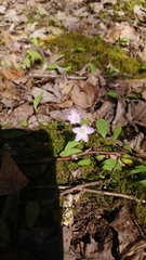 Claytonia caroliniana