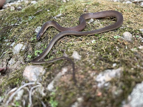Boulenger's Odd-scaled Snake