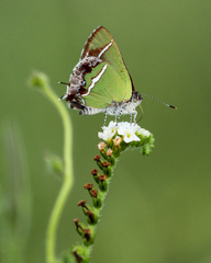 Chlorostrymon simaethis