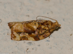 Argyrotaenia sphaleropa