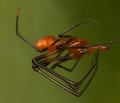 Argyrodes miniaceus