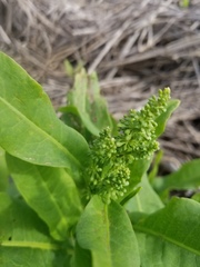 Rumex chrysocarpos