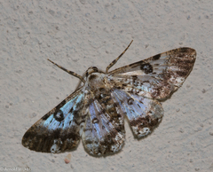 Iridopsis validaria