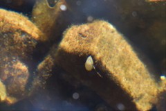 Nepomorpha