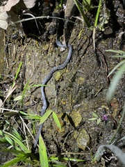 Pareas margaritophorus