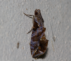 Plusiodonta clavifera