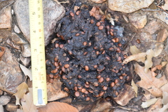 Ursus americanus eremicus