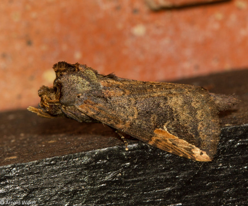 Elasmia astuta