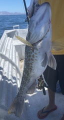 Paralabrax auroguttatus