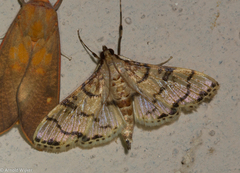 Azochis