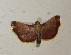 Hypsopygia amoenalis