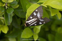 Macrobrochis notabilis