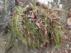 Polystichum imbricans curtum