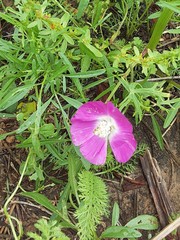 Callirhoe involucrata