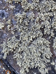 Ramalina obtusata