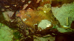 Pleuronichthys coenosus
