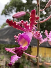 Myrmecophila tibicinis