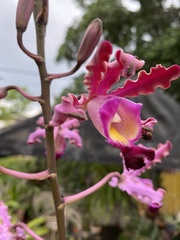 Myrmecophila tibicinis