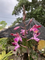 Myrmecophila tibicinis