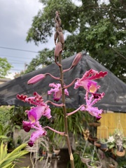 Myrmecophila tibicinis