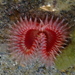 Poliqueta-Coral - Photo (c) canaryrockfish, alguns direitos reservados (CC BY-NC), uploaded by canaryrockfish